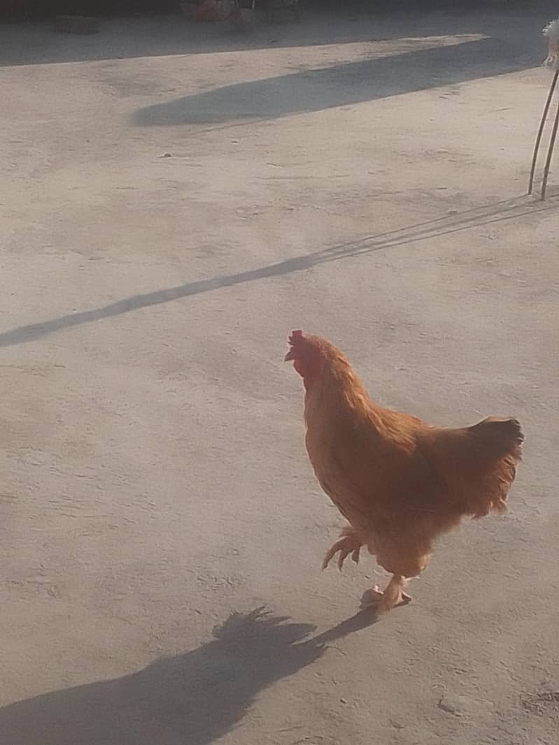70000 1