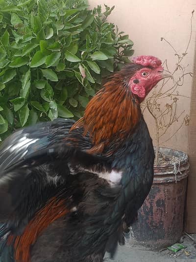 Hen for sale