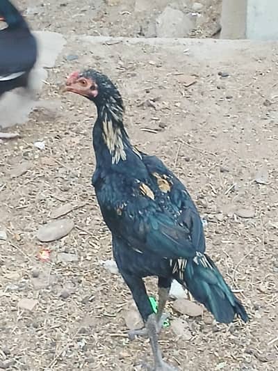 Pure Peshawari , Pure Thai Cross & Mianwali cross Hen Available. . .