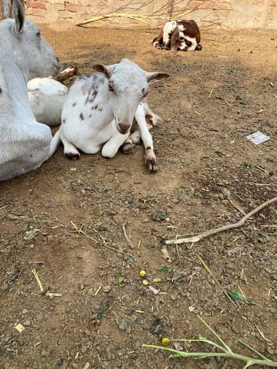 barbari male bakra