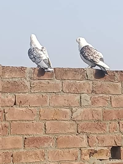 breeder pair