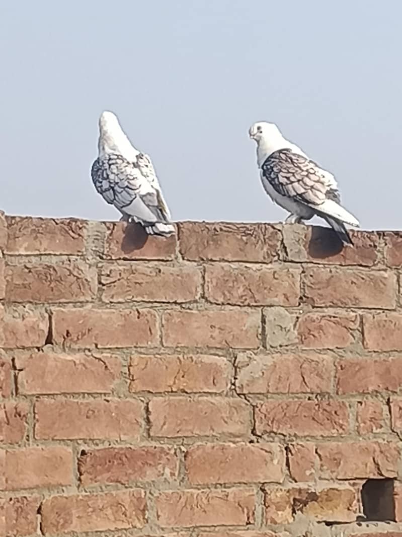 breeder pair 0