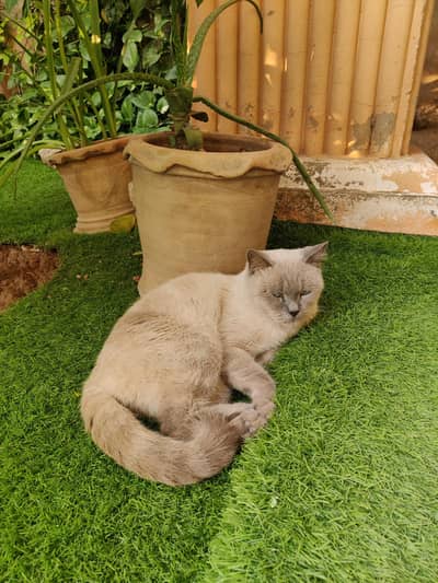 Cat sale