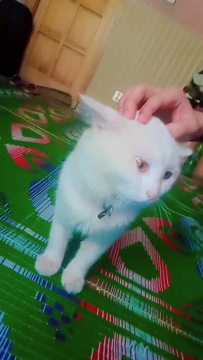 Persian kitten Triple Coated