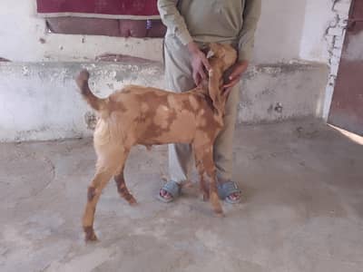 bakra for sale
