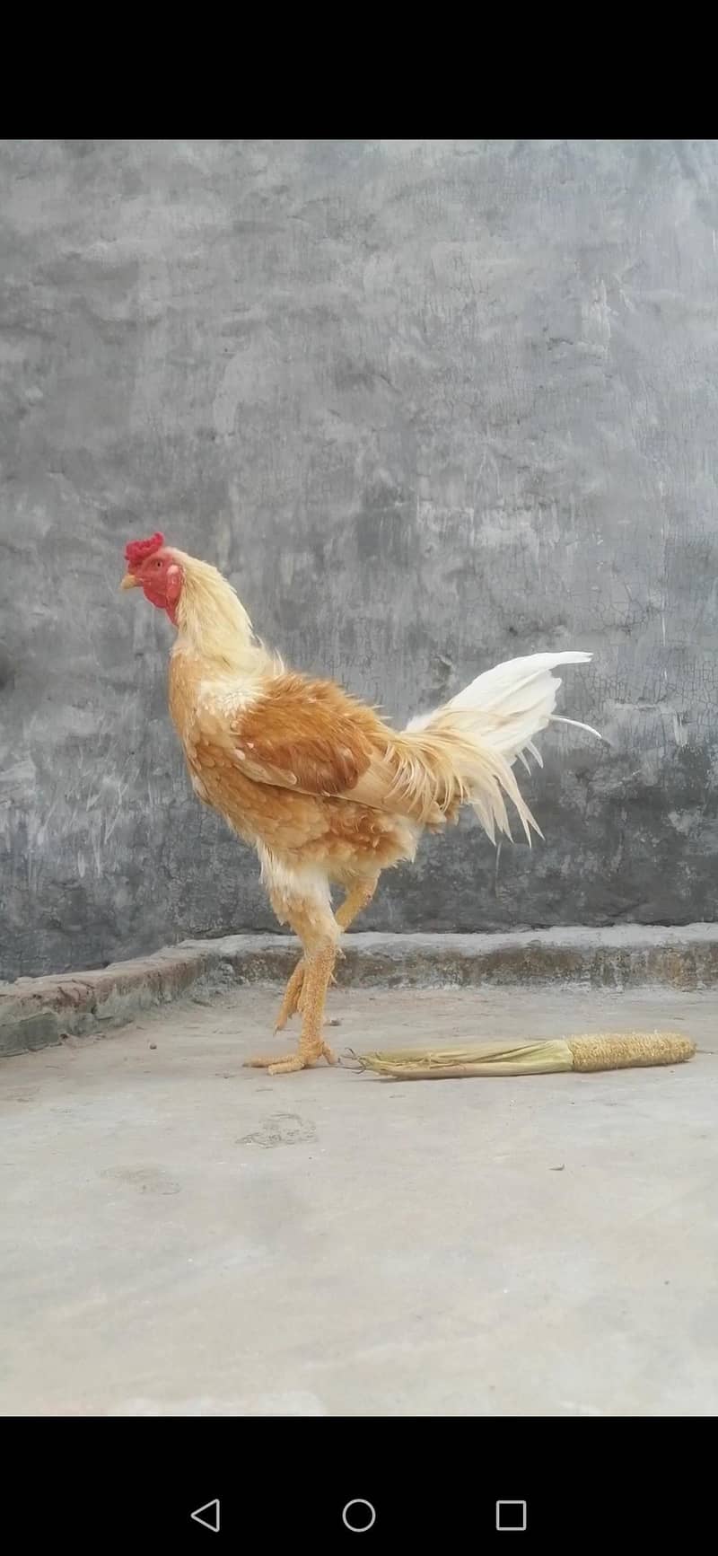 Aseel Rooster 1