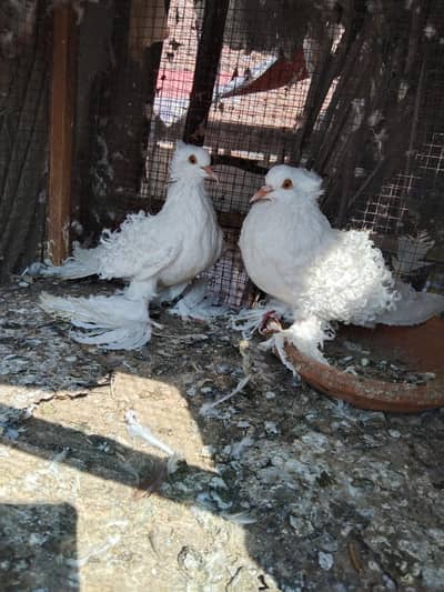 white frilback breeder pair for sale in lahore