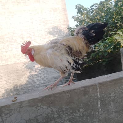 Egg laying Hens pair 1+2