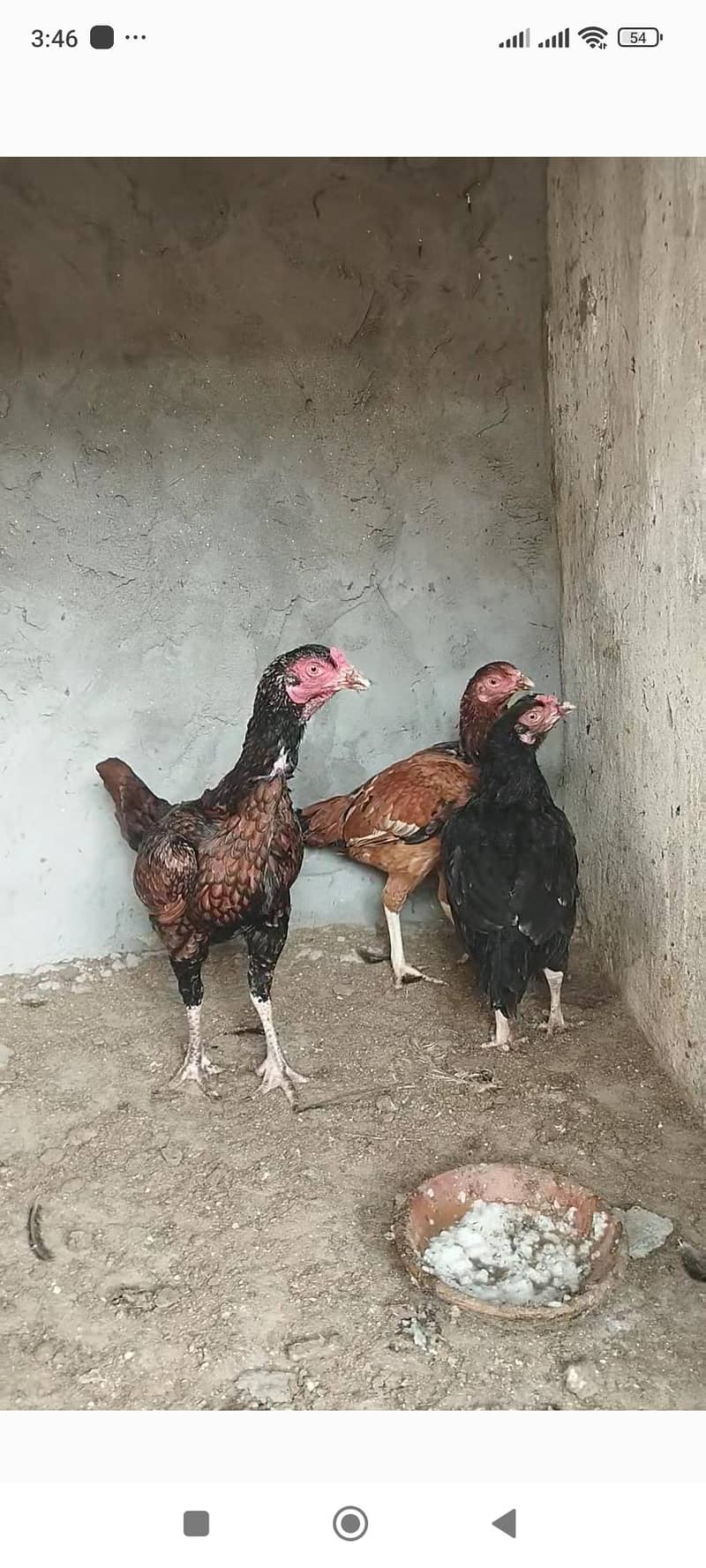 Pure desi 0