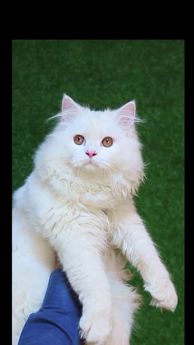 white male cat -persian cat - male cat for sale -cat