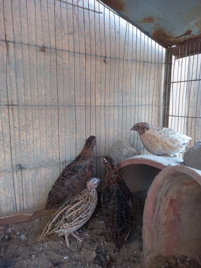 high quality batair pair 1 male 3 female