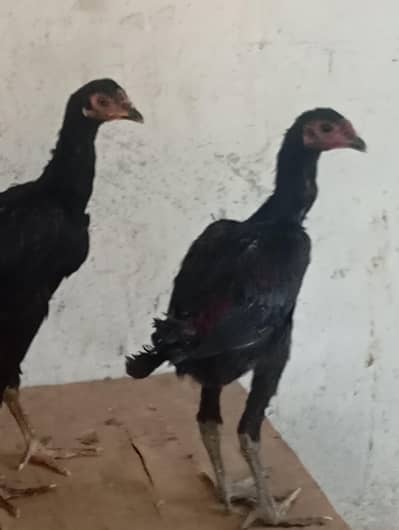 black Thai dragon male contact 03294355315