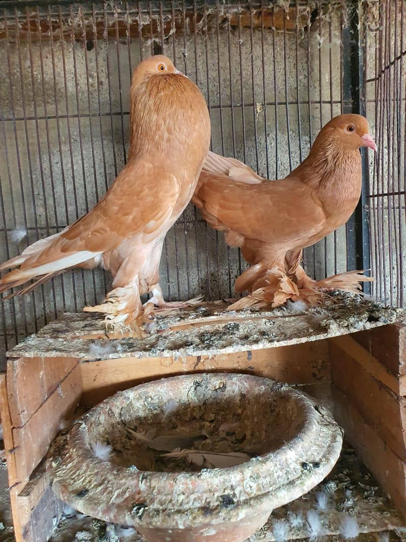 yellow pouter pair 0