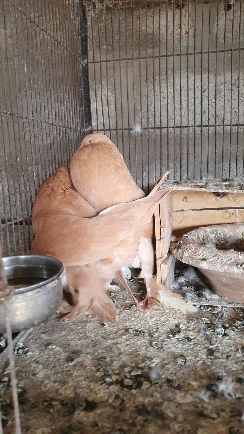 yellow pouter pair 1