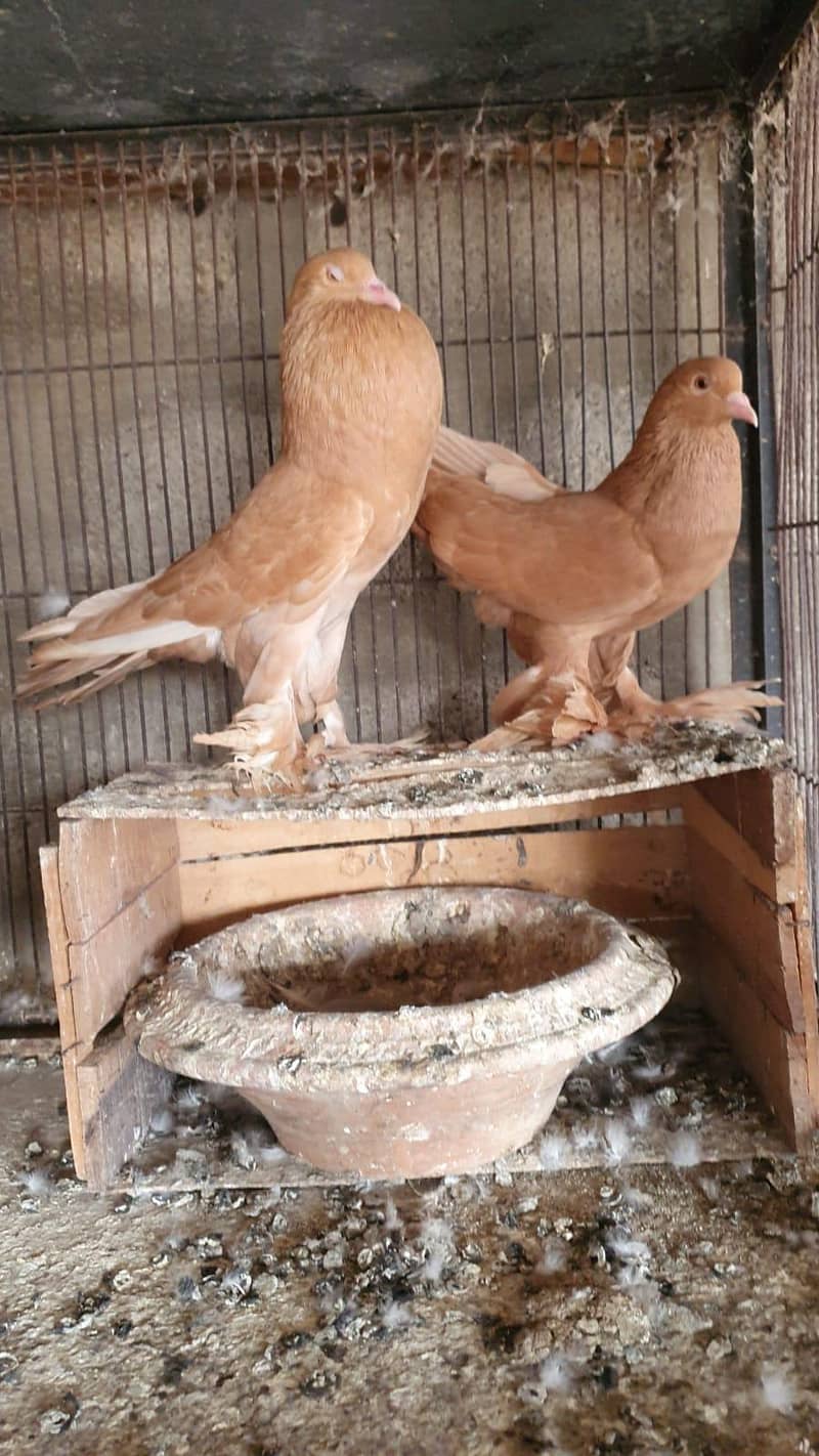 yellow pouter pair 4