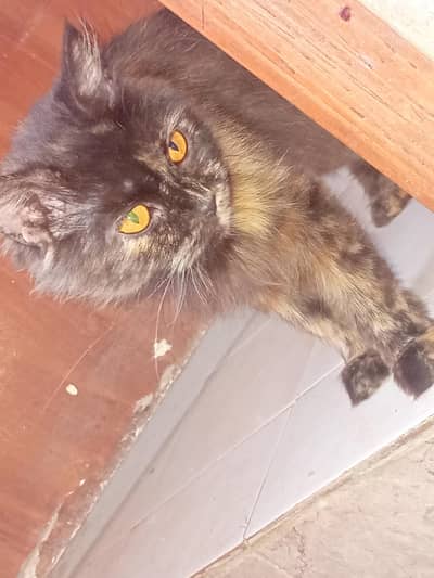 breeder female cat