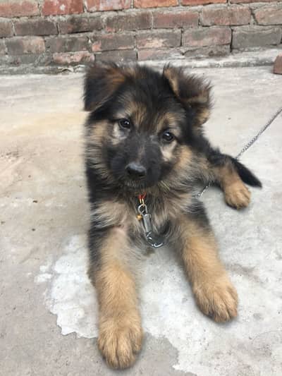 German shepherd long caot