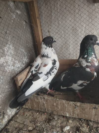 Top quality breeder pair