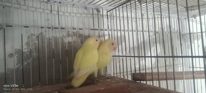 Decino breeder pair