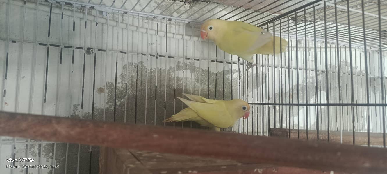 Decino breeder pair 1