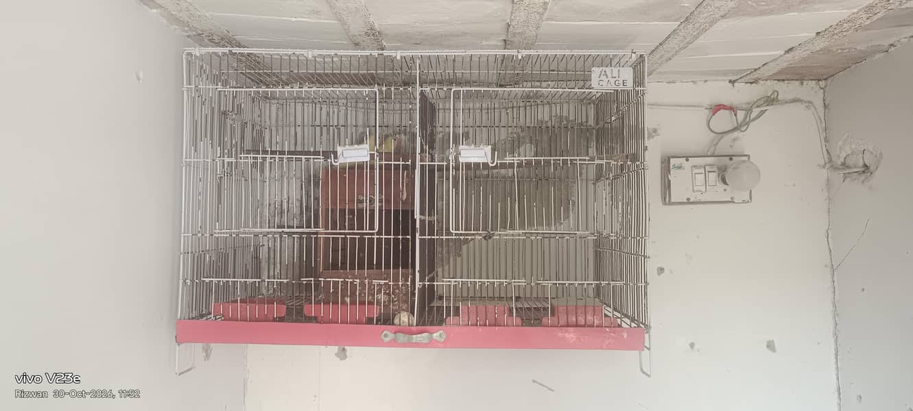 Decino breeder pair 6