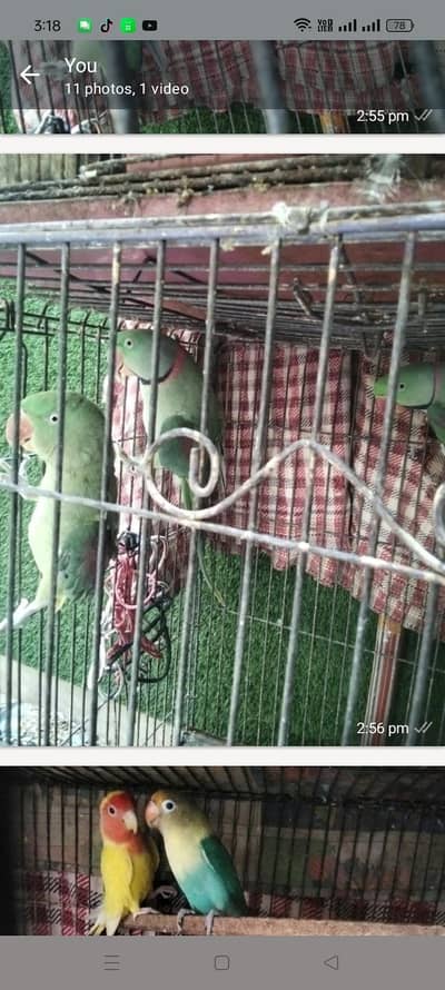 parrots