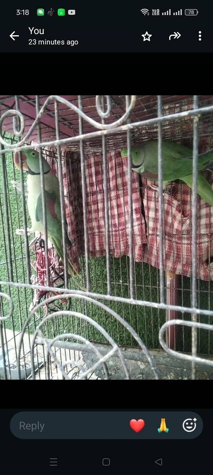 parrots 1