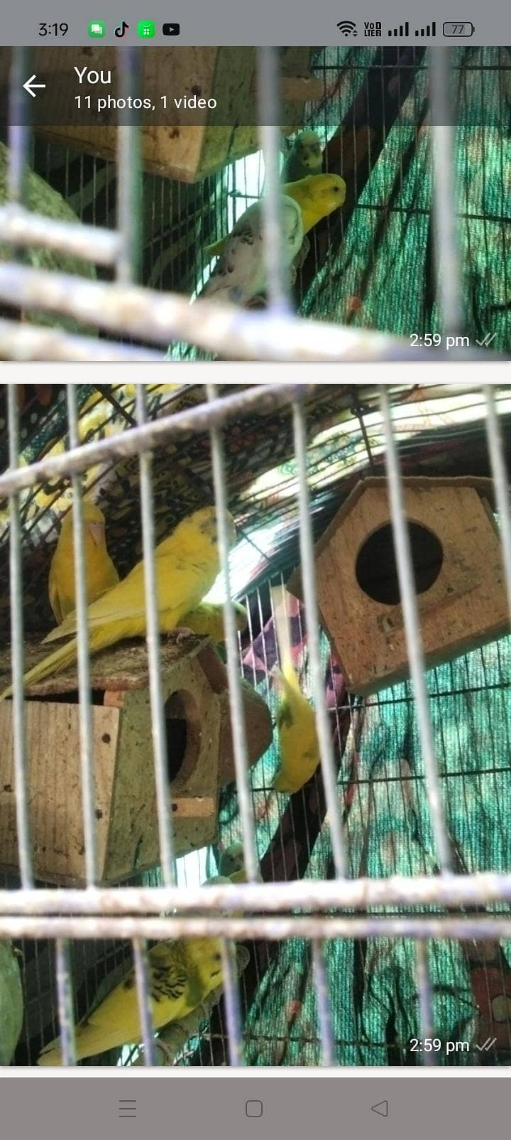 parrots 8