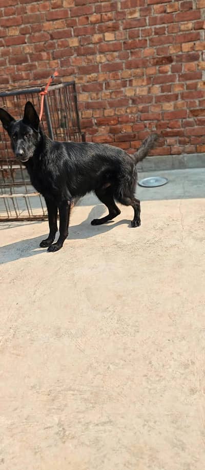 GSD  Male Looking For New Home0/3/0/6/8/6/2/6/5/3/0