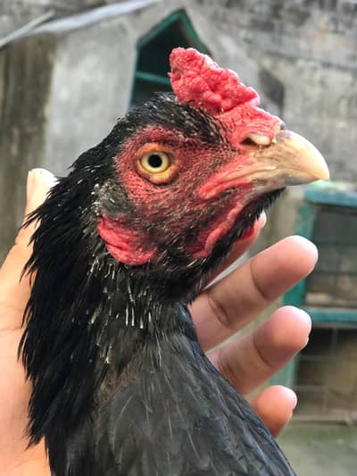 Miawali aseel home breed
