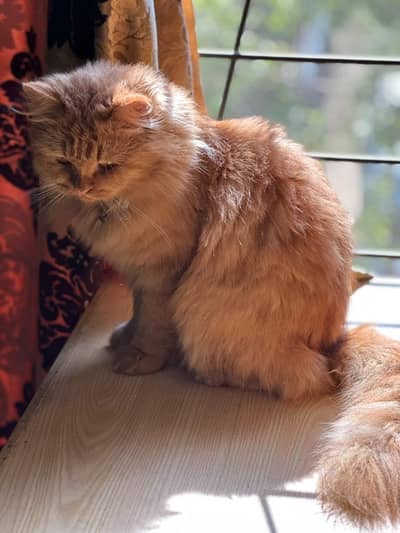 Persian Triple Coated Male Cat