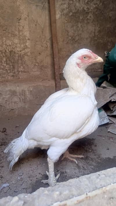 heera madi 100℅ paper white