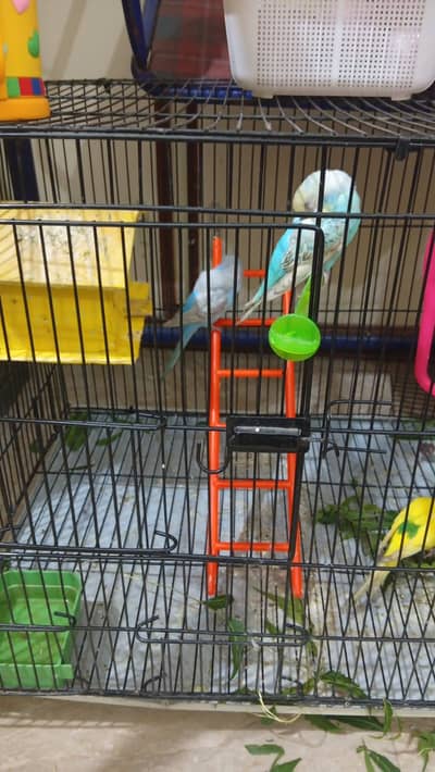 Parrot with large cage