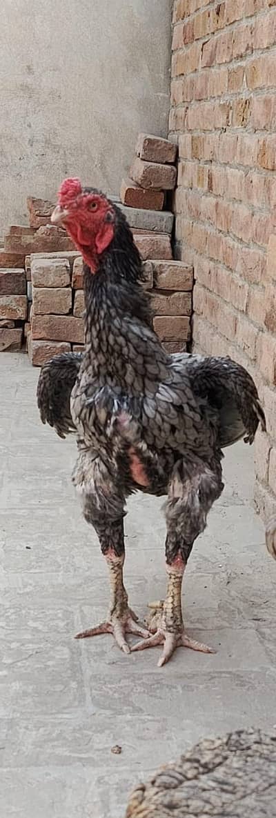 Quality Aseel breeder