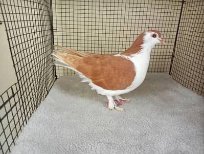 Red Sherazi Breeder Females For sale