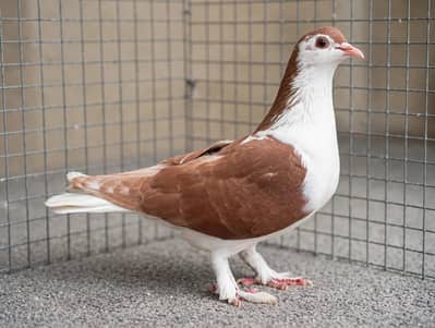 Red Sherazi Breeder Females For sale