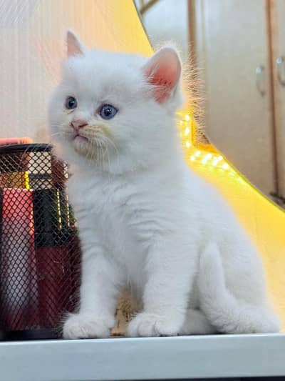 White Persian kitten