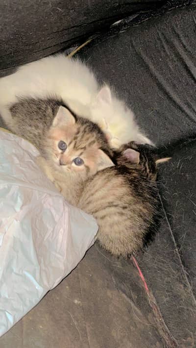 Multi clr just now  Cats available just Multan