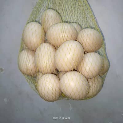 plastic egg plastic ke andy