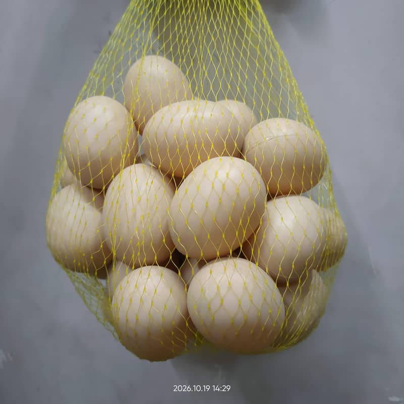 plastic egg plastic ke andy 1