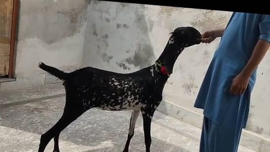 makhi cheeni goat (03001222530)
