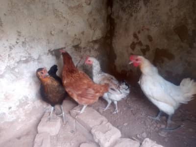 golden misri murgian