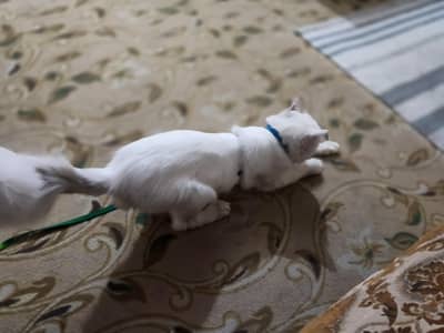 persian triple coat