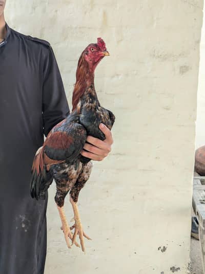 Quality Bird for season