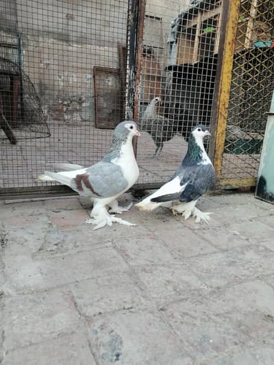 German shrazi breeder pair