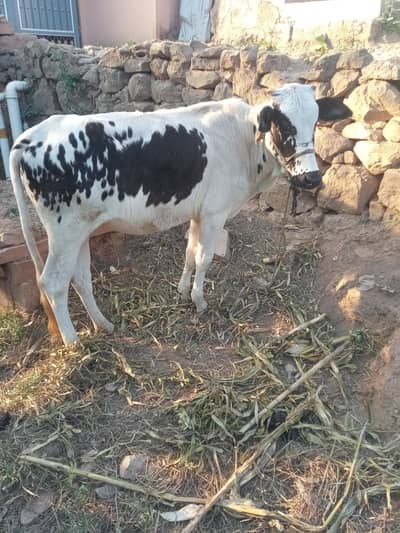 Australian cow female 1year old