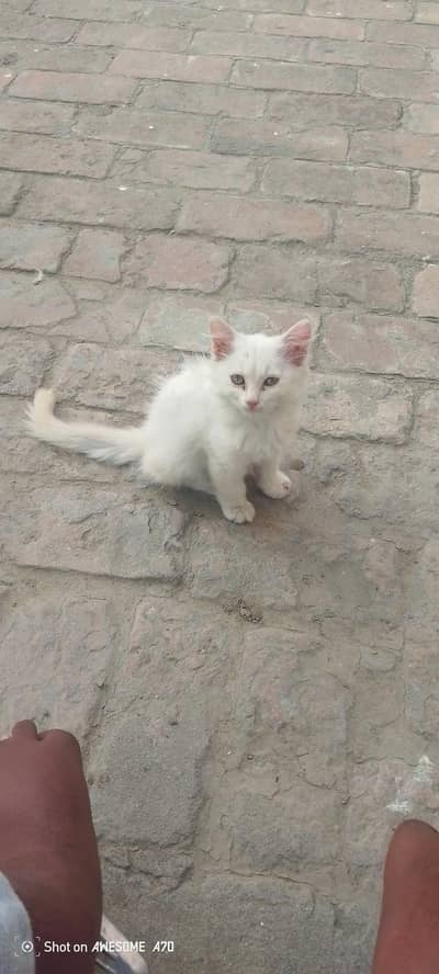 beautiful cat
