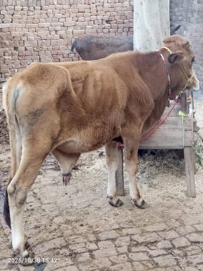 ghay or werha
