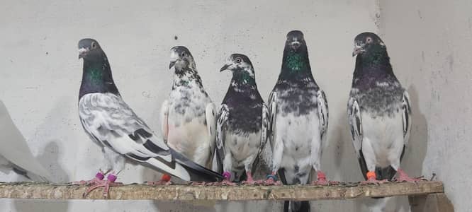 Taddi Goldan Bataery Lakhy Joro Waly Kabotar For Sale.