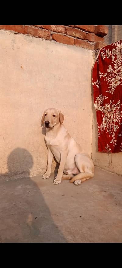 Labrador Dog